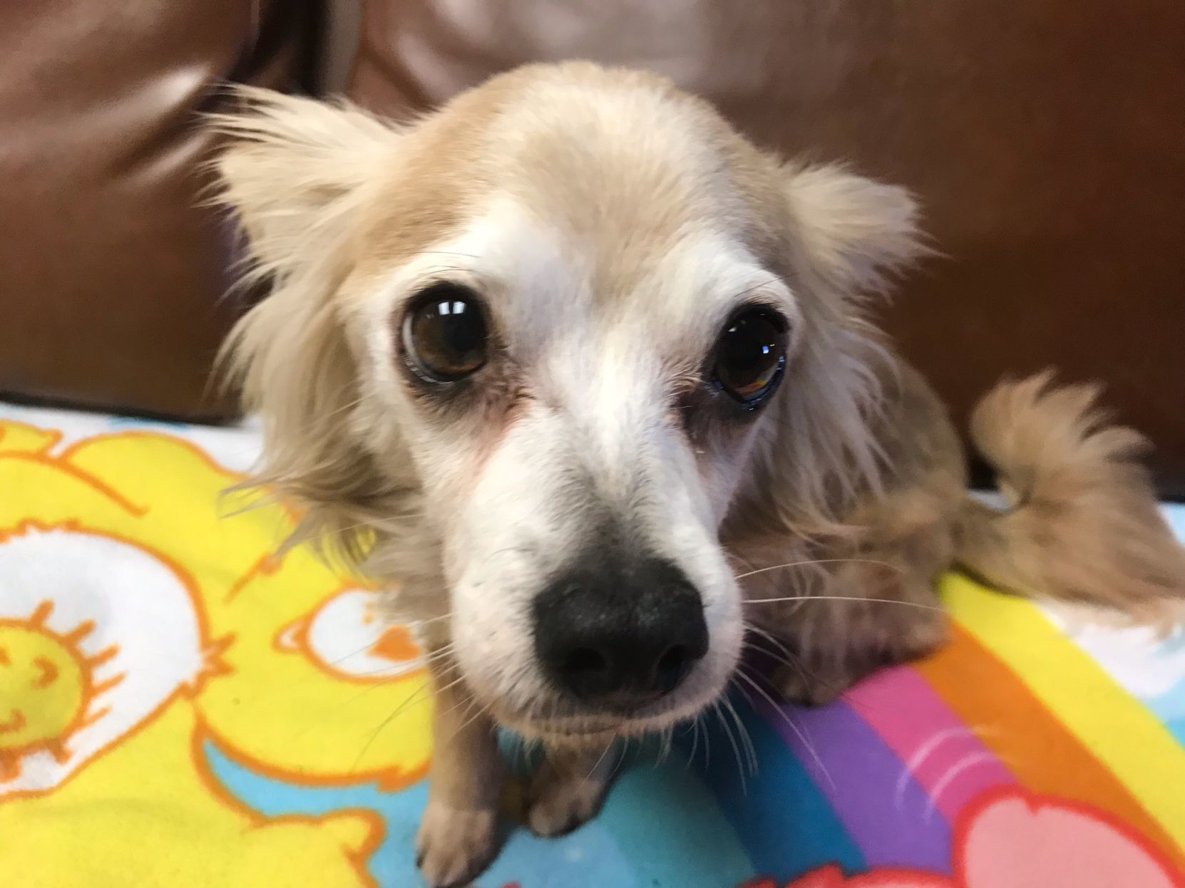 Promise 4 Pawz Omaha Gives